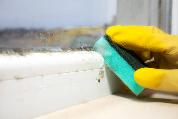 Best Attic Mold Removal  in Mount Oliver, PA